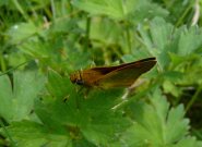 Large Skipper 2007 - Steve Lane