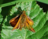 Large Skipper 2008 - Robin Pearson