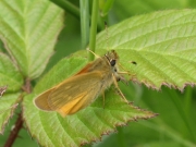 Large Skipper  2008 - Sezar Hikmet