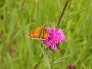 Large Skipper 2009 - David Gompertz