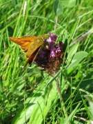 Large Skipper 2009 - Elizabeth Debenham