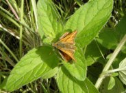 Large Skipper 2009 - Marion Moss