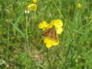 Large Skipper 2009 - Steve Kiln