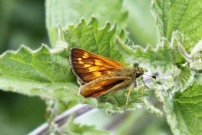 Large Skipper 2010 - Alan Gardiner