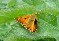 Large Skipper 2010 - Dave Miller