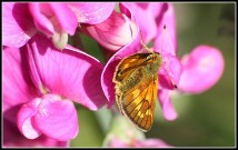 Large Skipper 2010 - Malcolm Newland