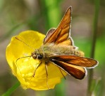 Large Skipper 2010 - Robin Pearson