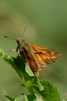 Large Skipper 2005 - Colin Sturges