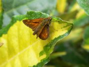 Large Skipper 2005 - Steve Lane