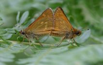 Large Skipper mating pair 2005 - Sandra Standbridge