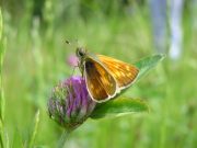 Large Skipper 2006 - Simon Crockford