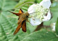 Large Skipper 2007 - Dave Mackenzie