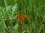 Large Skipper 2007 - Steve Lane