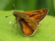 Large Skipper  2008 - Sezar Hikmet