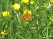 Large Skipper 2009 - Steve Kiln