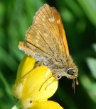 Large Skipper 2010 - Robin Pearson