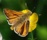 Large Skipper 2010 - Robin Pearson