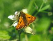 Large Skipper