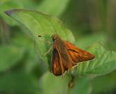 Large Skipper 2003 ~ Allen Beechey