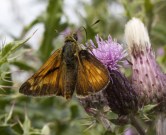 Large Skipper 2004 ~ Lee Browne