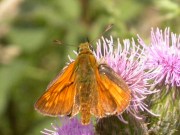 Large Skipper 2004 ~ Malcolm Hull