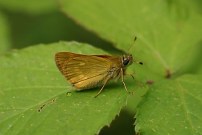 Large Skipper 2004 ~ Nick Sampford