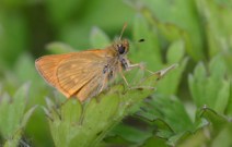 Large Skipper 2004 ~ Sandra Standbridge