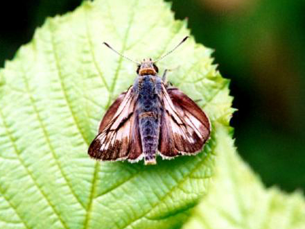 Large Skipper ab. pallida 2003 - Sandra Standbridge