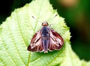 ab Large Skipper 2003? ~ Sandra Standbridge