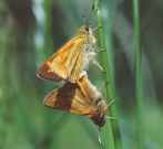 Large Skippers mating 2001 ~ Andrew Middleton