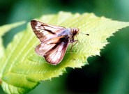 ab Large Skipper 2003? ~ Sandra Standbridge