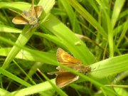 Lulworth Skipper 2007 - Darin Stanley