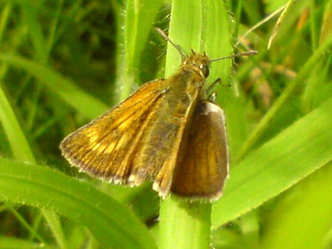 Lulworth Skipper 2007 - Darin Stanley