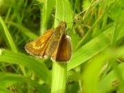 Lulworth Skipper 2007 - Darin Stanley