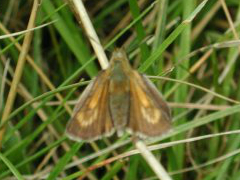 Lulworth Skipper 2001 ~ Nick Sampford