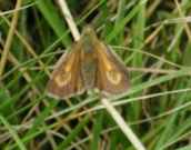 Lulworth Skipper 2001 ~ Nick Sampford