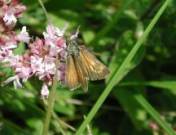 Lulworth Skipper 2002 ~ Nick Sampford