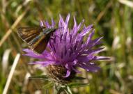 Lulworth Skipper 2004 ~ Lee Browne