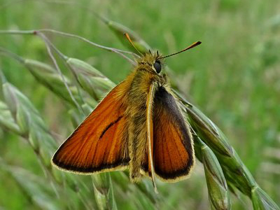 Small Skipper (m) 2017 - Dave Miller