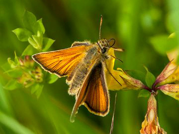 Small Skipper (f) 28Jun16 - Bob Clift