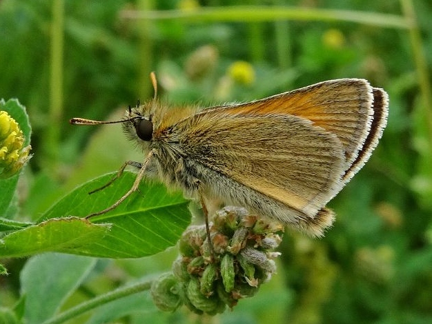 Small Skipper 30Jun19 - Dave Miller