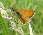 Small Skipper 2004 - Archie Lang