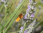 Small Skipper 2005 - Steve Lane