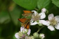 Small Skippers 2005 - Sandra Standbridge