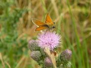 Small Skipper 2006 - Geoff Horn