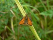 Small Skipper 2006 - Steve Lane