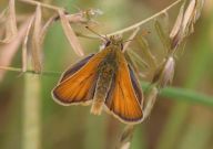 Small Skipper 2006 - Sandra Standbridge