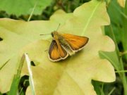 Small Skipper 2007 - Sezar Hikmet