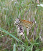 Small Skipper 2007 - Steve Lane