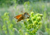 Small Skipper 2010 - Dave Miller